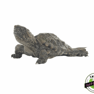 Common Snapping Turtle Baby