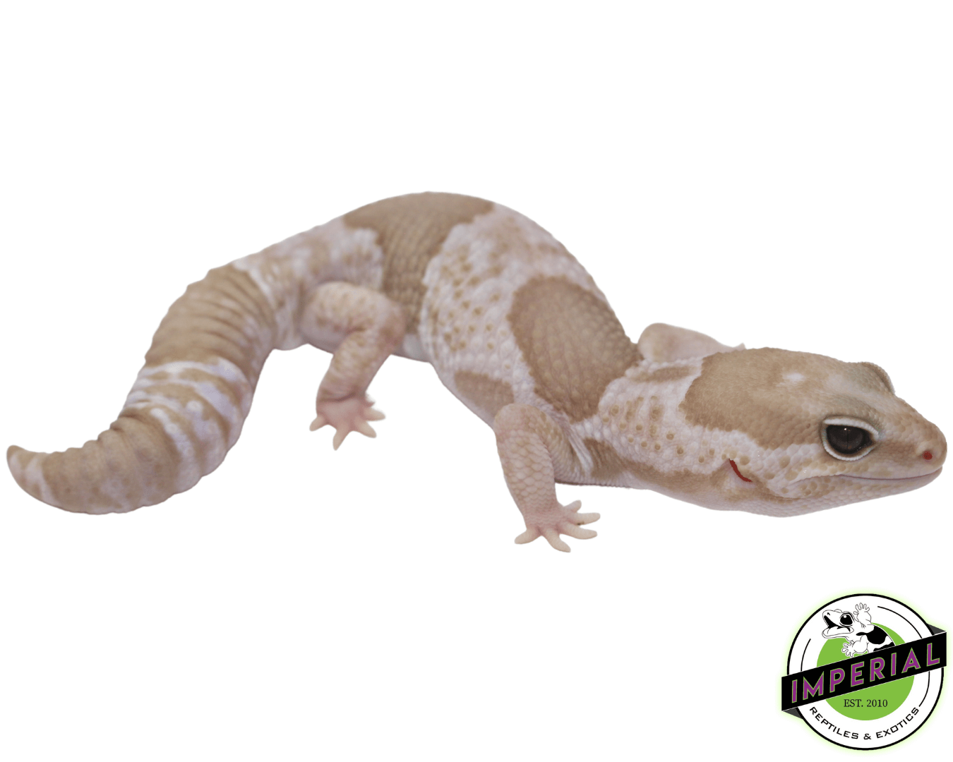 Snow (Caramel x Oreo) African Fat Tail Gecko - Image 2