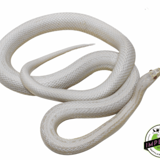 Snow Adult Corn Snake