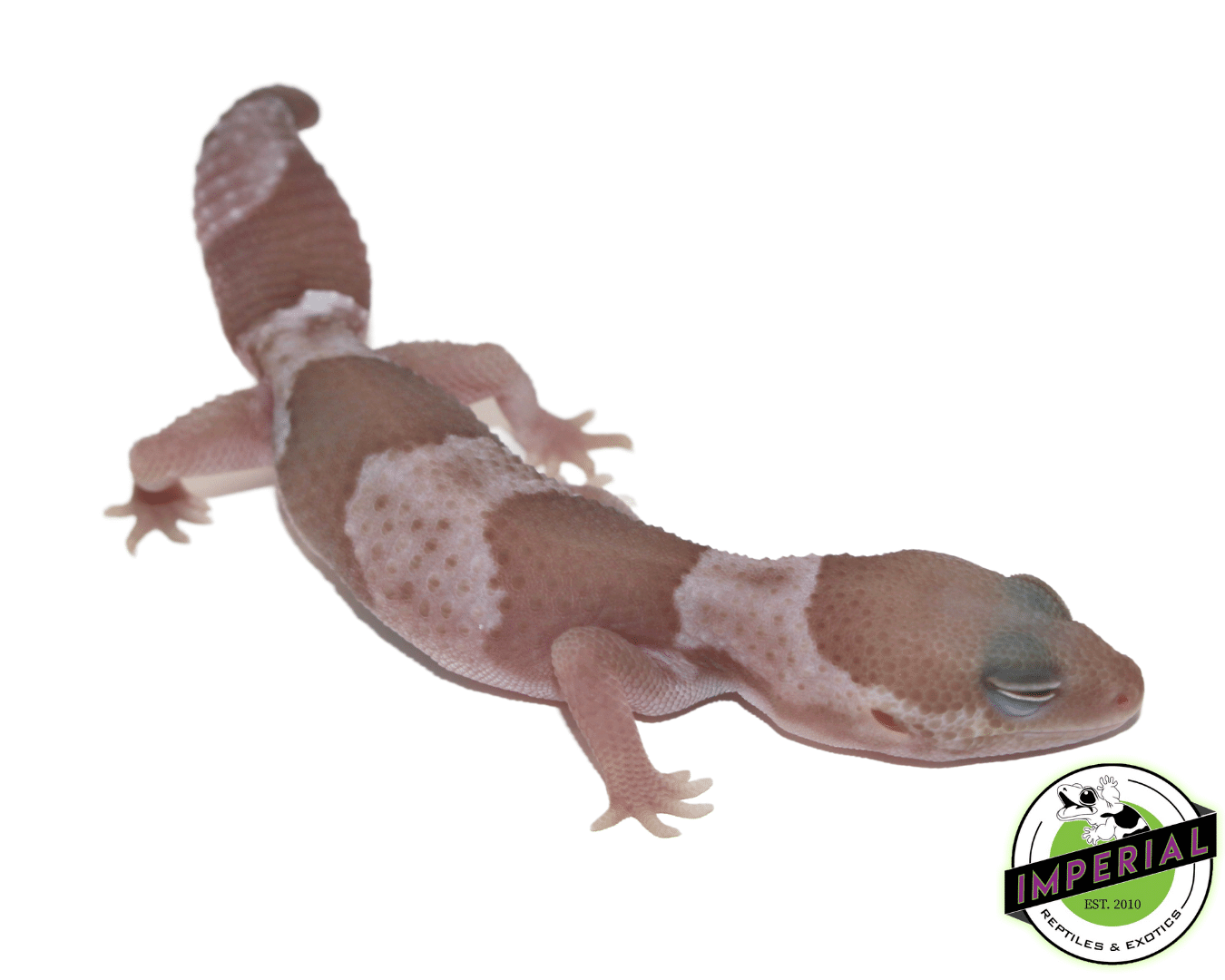 Snow (Caramel x Oreo) African Fat Tail Gecko Baby - Image 2