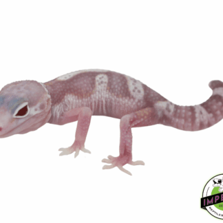 Eclipse Mack Snow Albino Leopard Gecko Baby