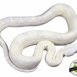 Snow Colombian Red Tail Boa Baby