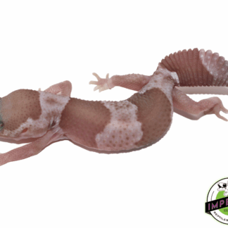 Snow (Caramel x Oreo) African Fat Tail Gecko Baby