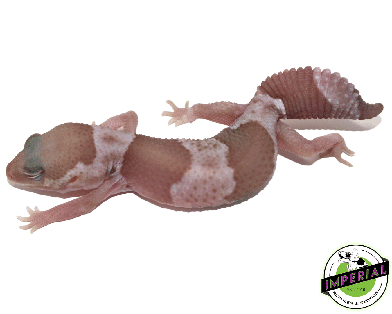 Snow (Caramel x Oreo) African Fat Tail Gecko Baby