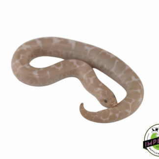 Snow Kenyan Sand Boa Baby