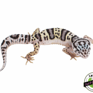 Mack Snow Leopard Gecko Baby