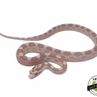 Snow Motley Corn Snake Baby