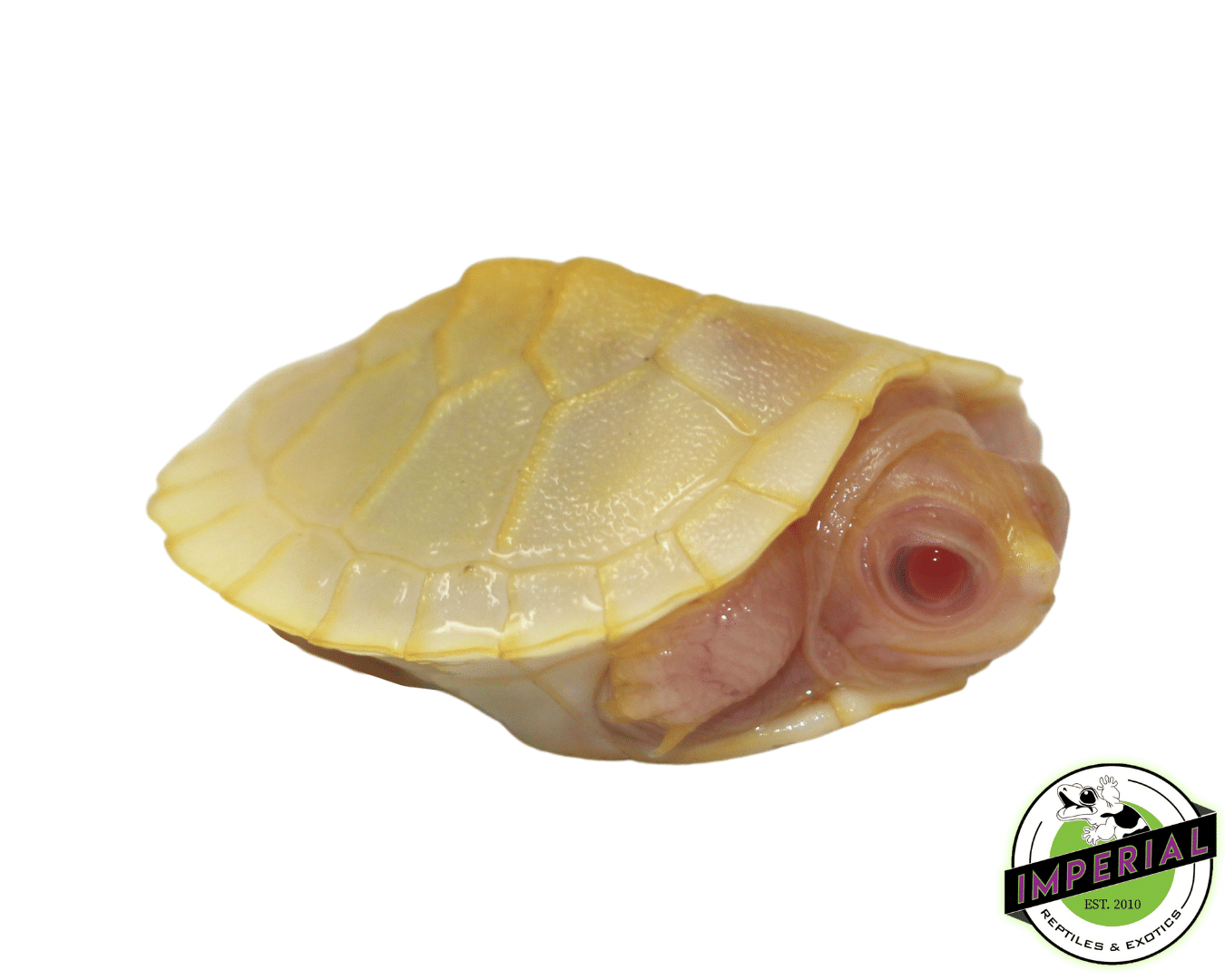 Snow Red Ear Slider Turtle Baby - Image 3