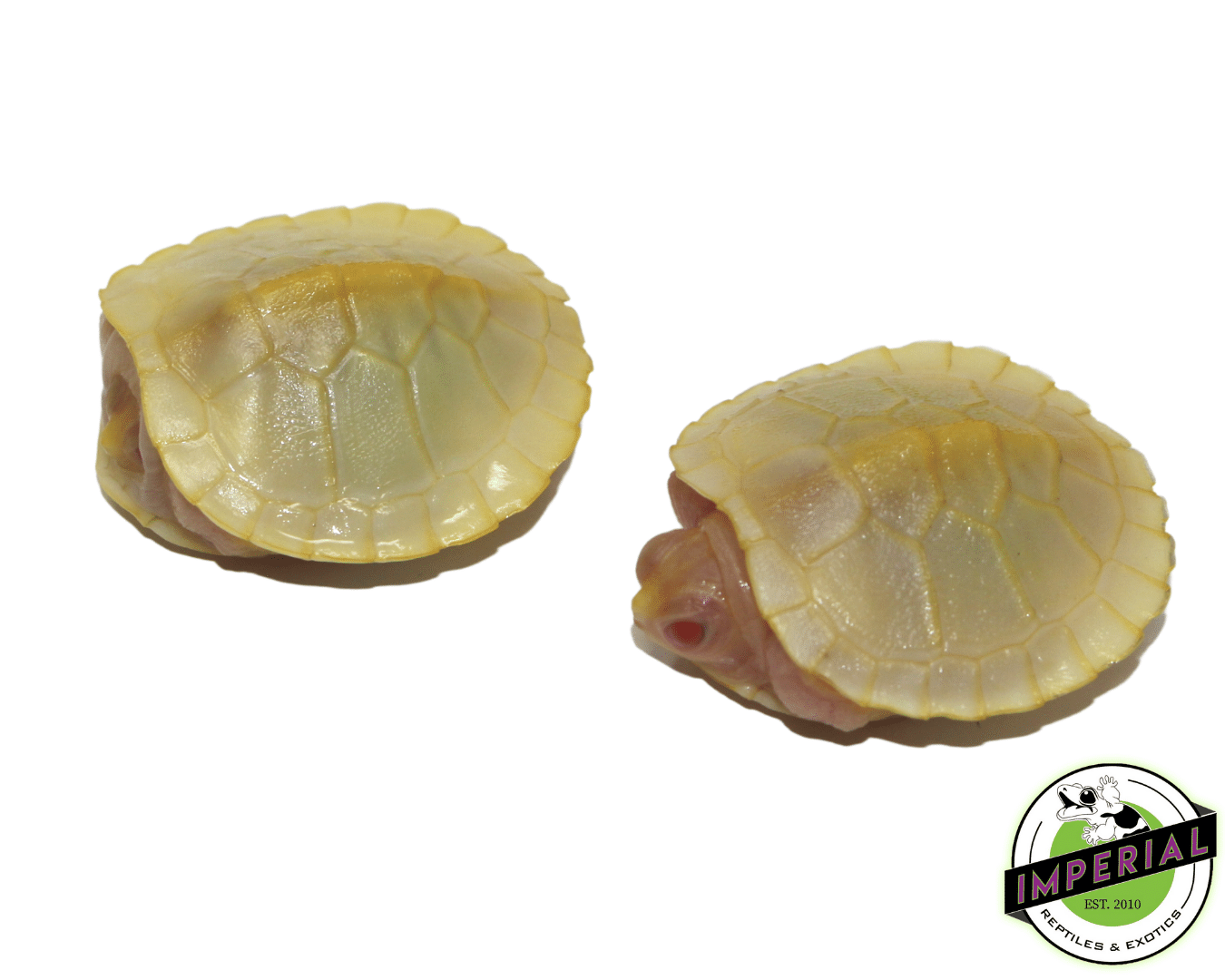 Snow Red Ear Slider Turtle Baby - Image 2