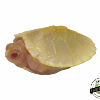 Snow Red Ear Slider Turtle Baby