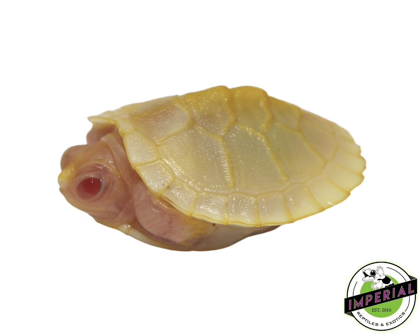 Snow Red Ear Slider Turtle Baby