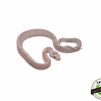 Striped Snow Corn Snake Baby