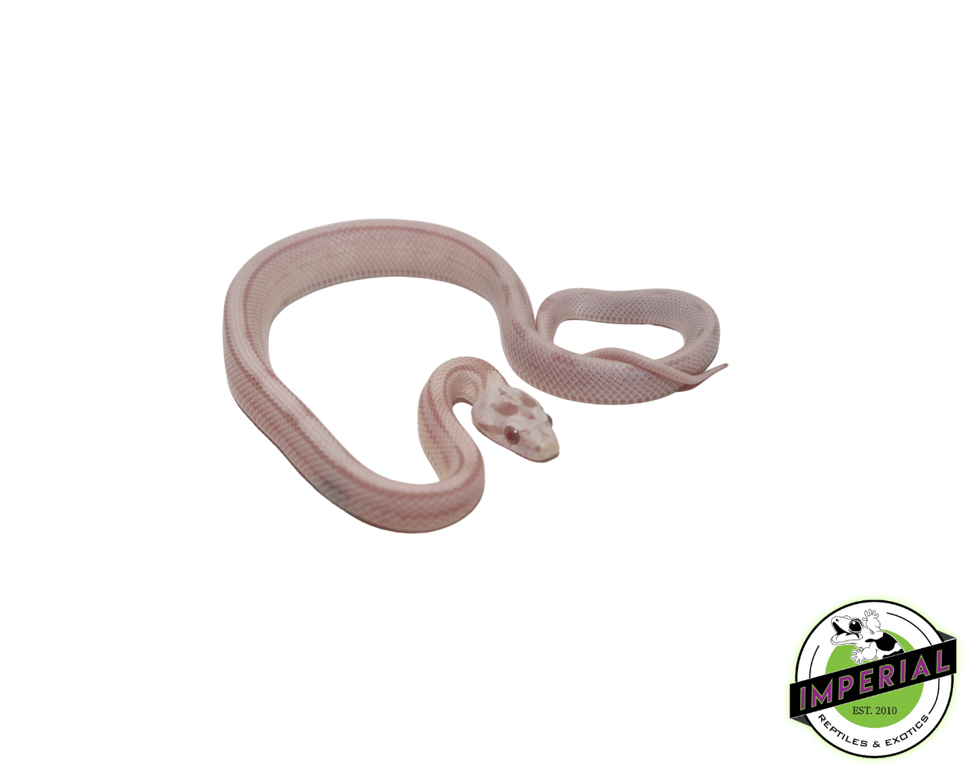 Striped Snow Corn Snake Baby