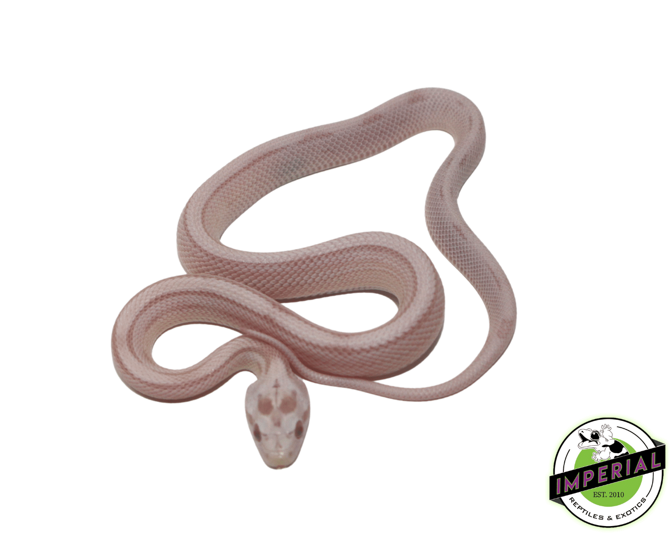 Striped Snow Corn Snake Baby - Image 2