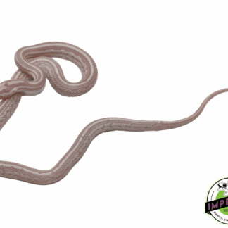 Tessera Snow Corn Snake Baby