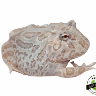 Mutant Pacman Frog "Snow White"