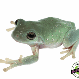 Snowflakes White's Tree Frog