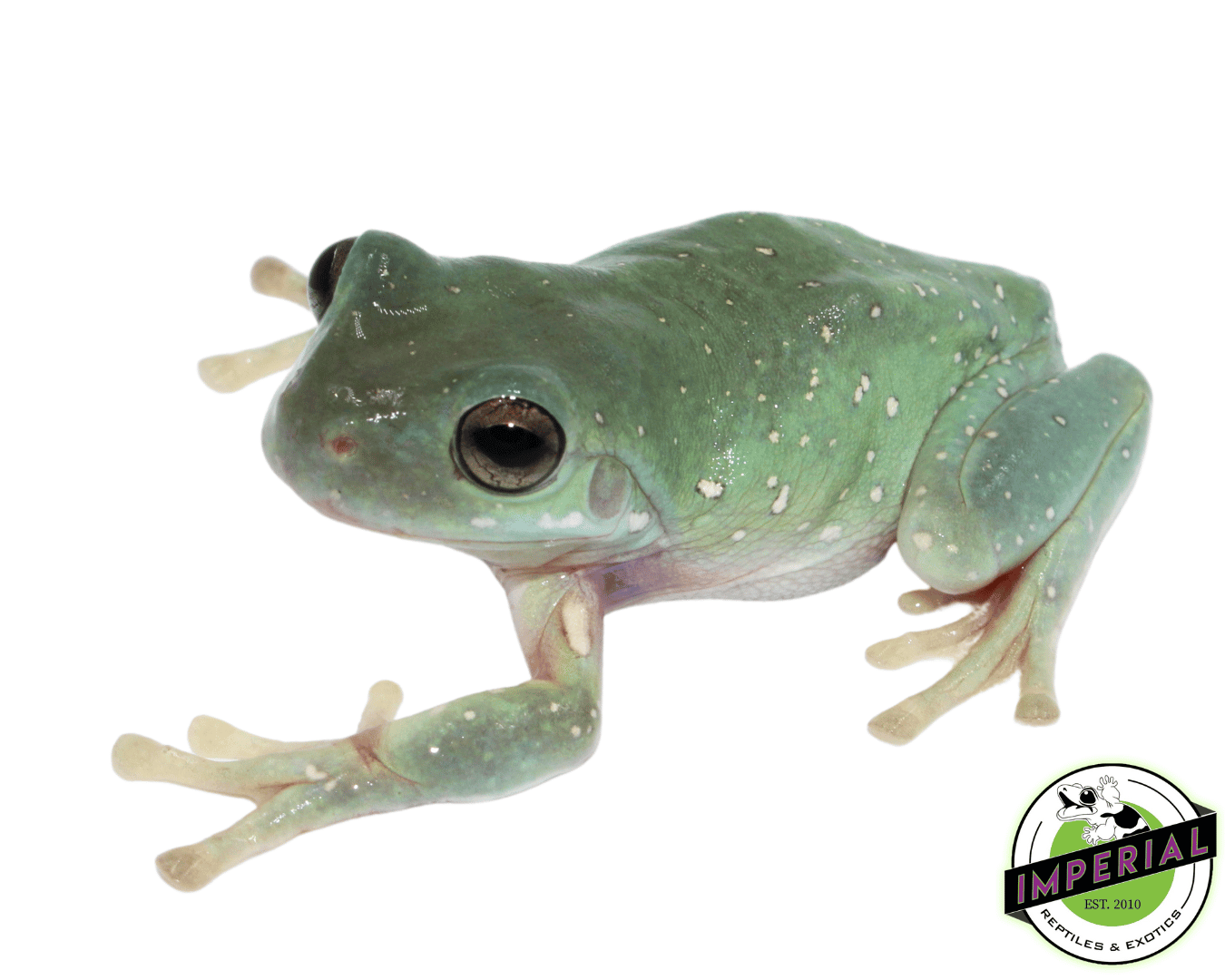 Snowflakes White's Tree Frog