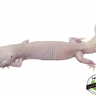 Super Snowflake Leopard Gecko Adult Female