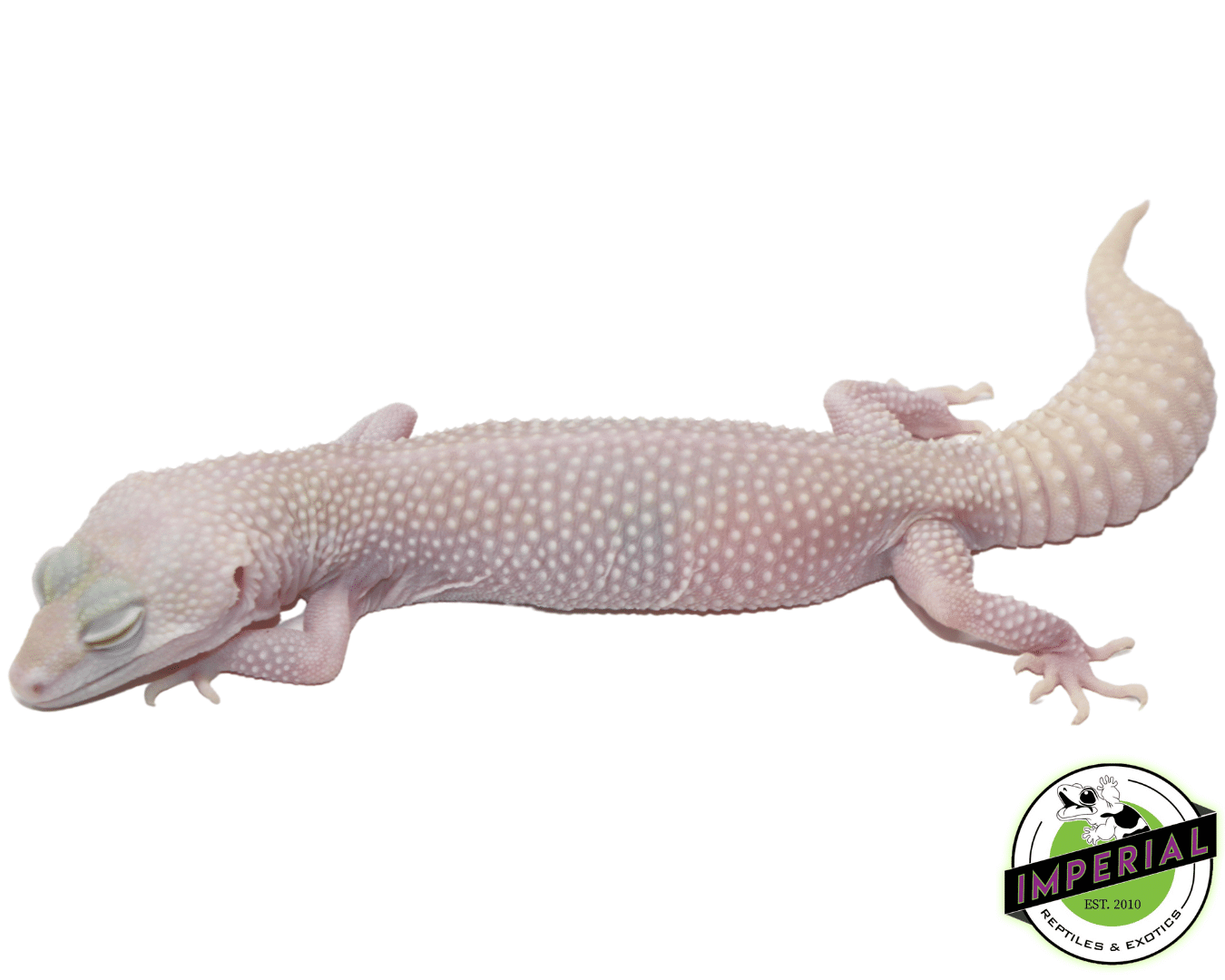 Super Snowflake Leopard Gecko Adult Female
