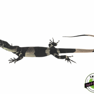 Bell's Phase Lace Monitor Baby