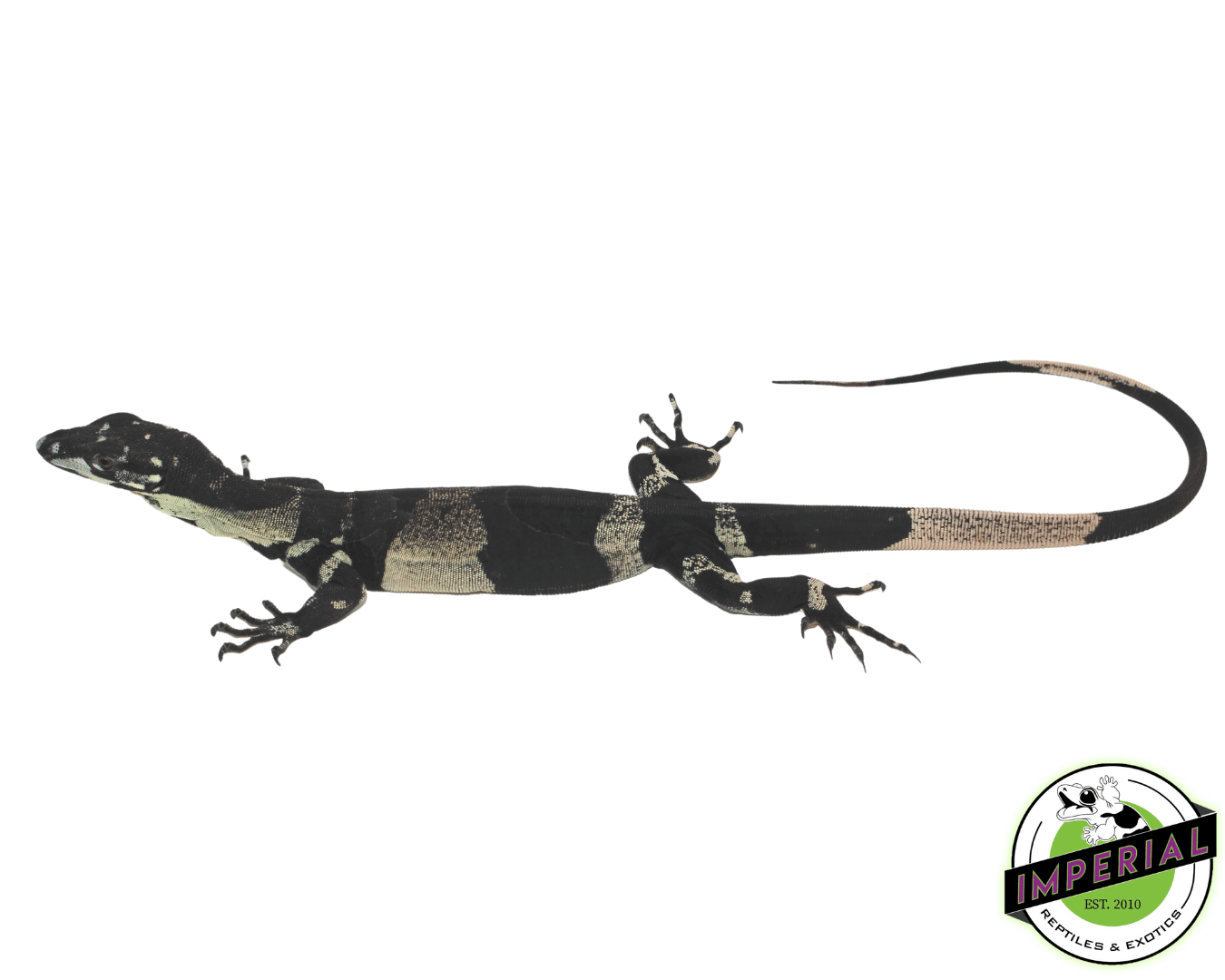 Bell's Phase Lace Monitor Baby