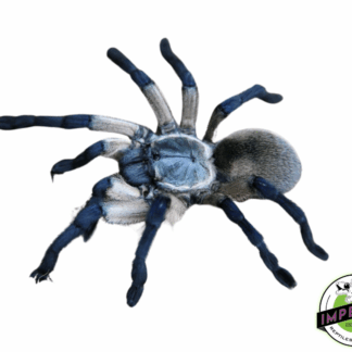 Socotra Island Blue Baboon Tarantula (Monocentropus balfouri)