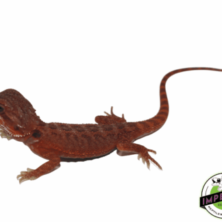 Solid Red Hypo Translucent Bearded Dragon