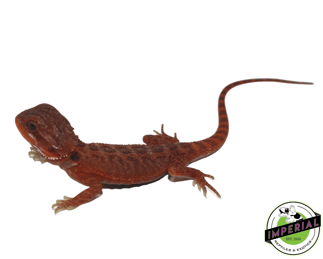 Solid Red Hypo Translucent Bearded Dragon