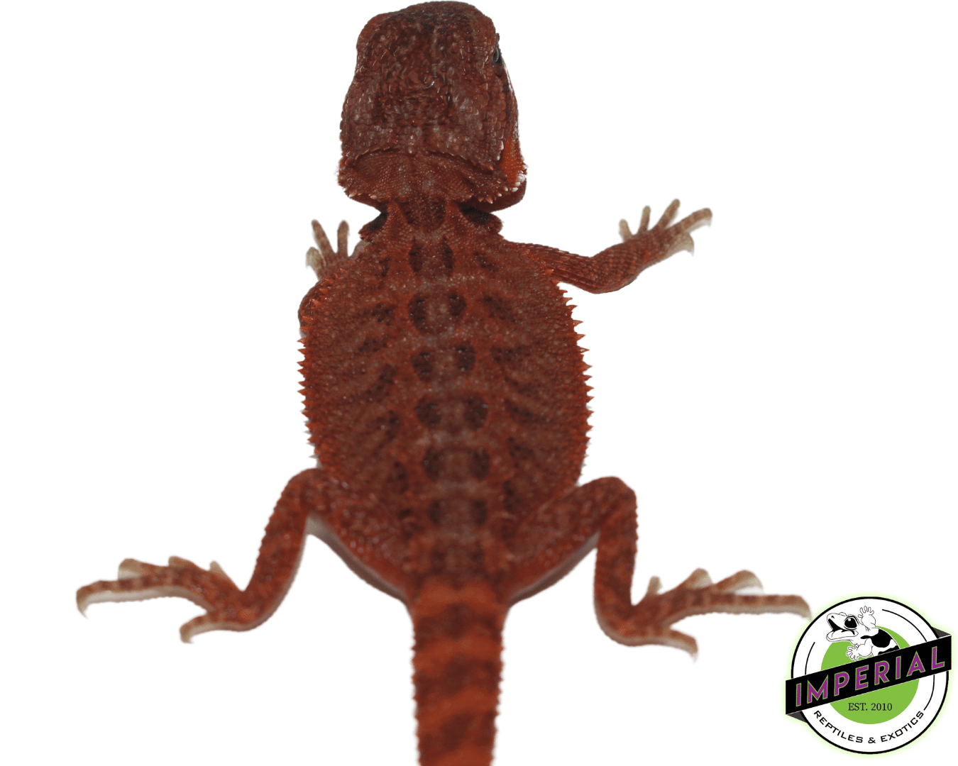 Solid Red Hypo Translucent Bearded Dragon - Image 3