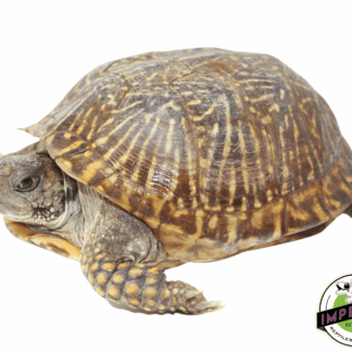 Desert Ornate Box Turtle