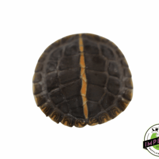 Southern Painted Turtle Baby