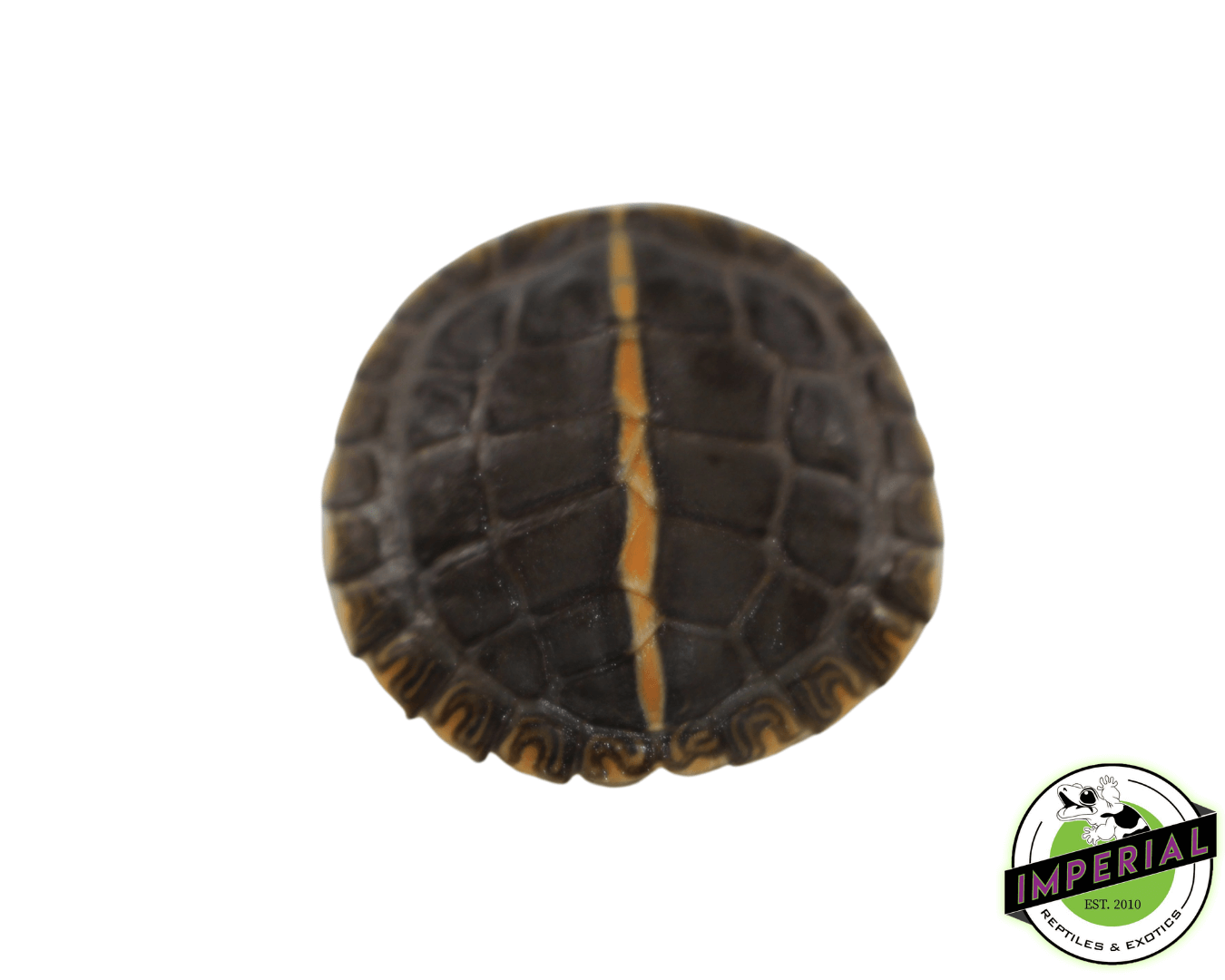 Southern Painted Turtle Baby