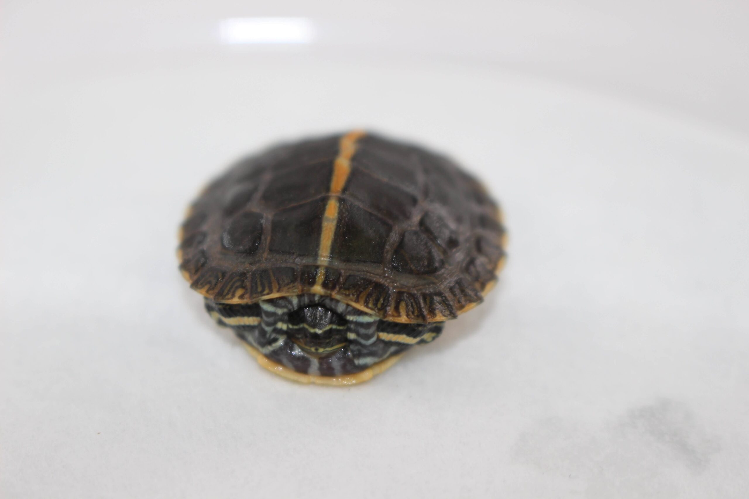 Southern Painted Turtle Baby - Image 2