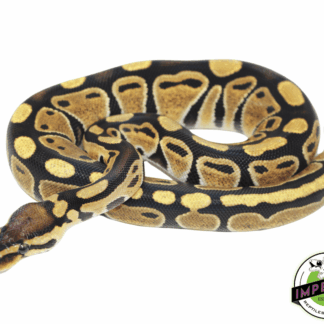 Spark Ball Python