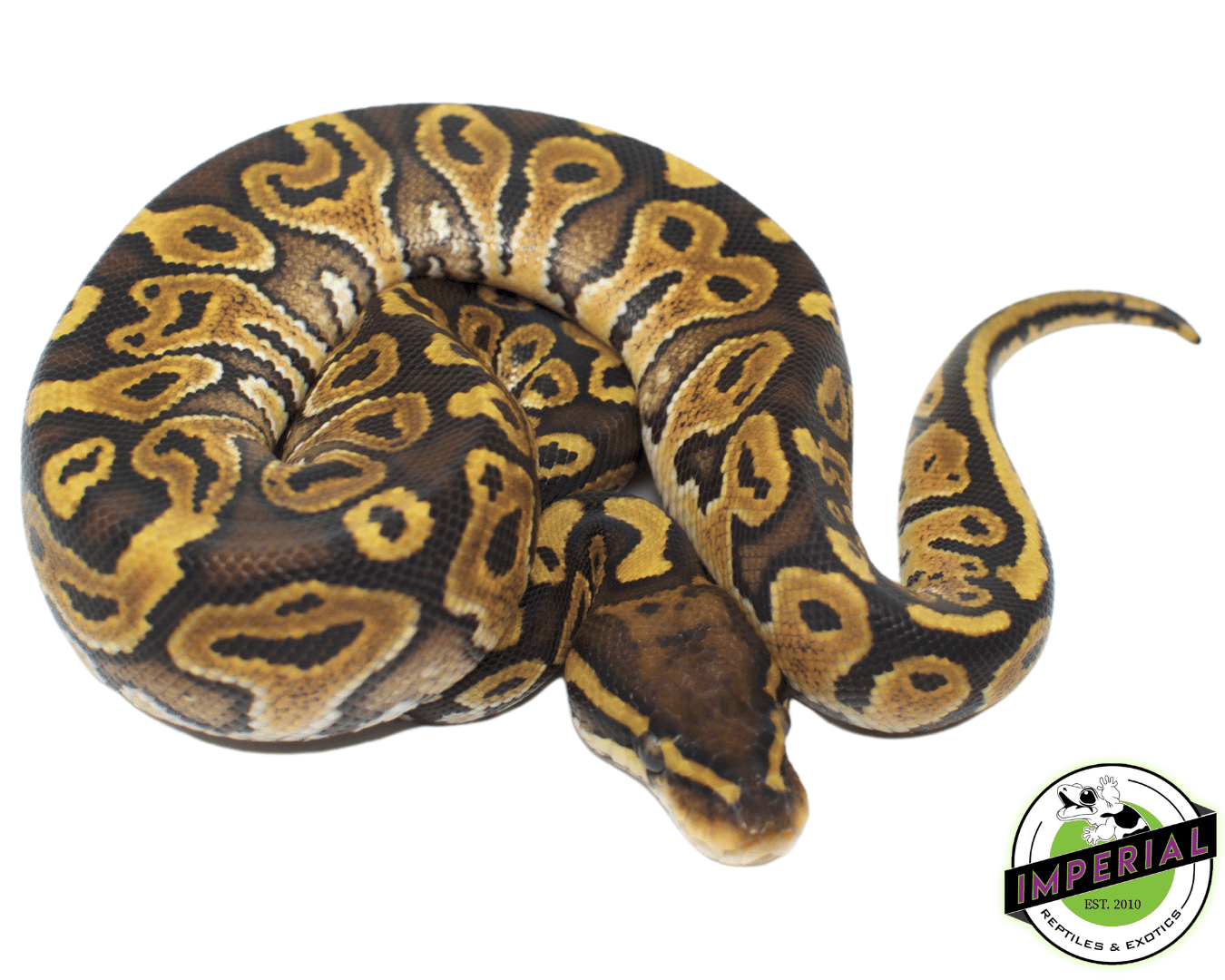 Special Ball Python Baby - Image 2