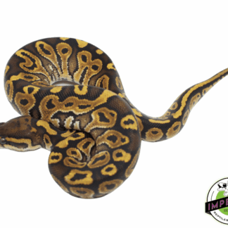 Special Ball Python Baby