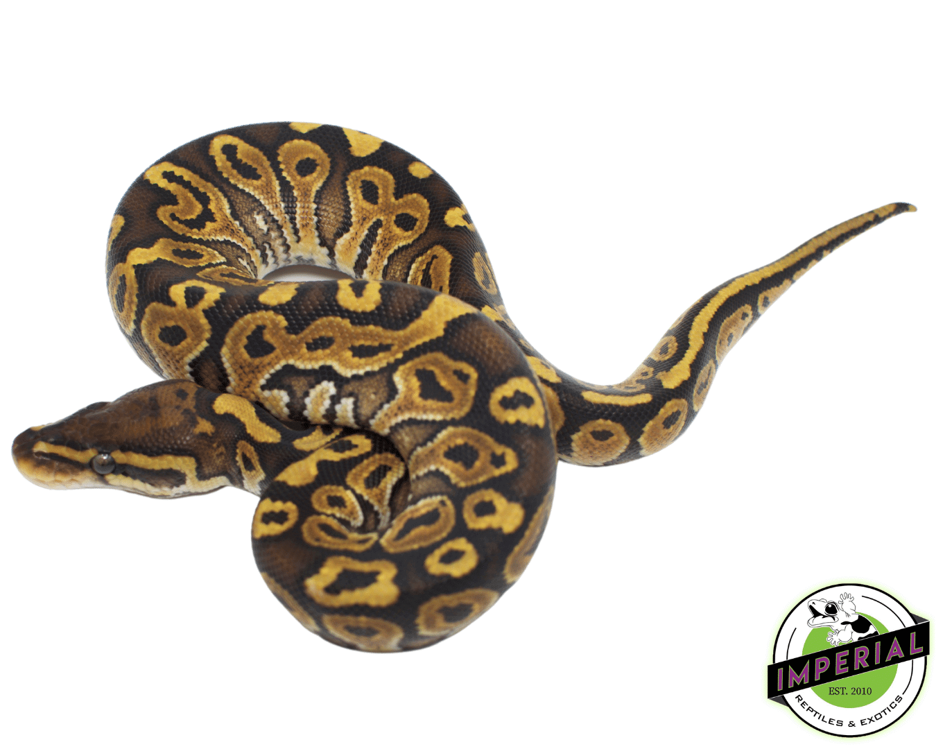 Special Ball Python Baby