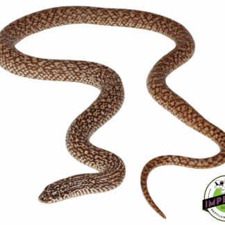 Speckled Hognose Snake