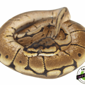 Spider Ball Python