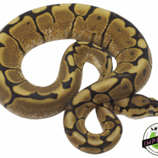 Spider Yellowbelly Ball Python