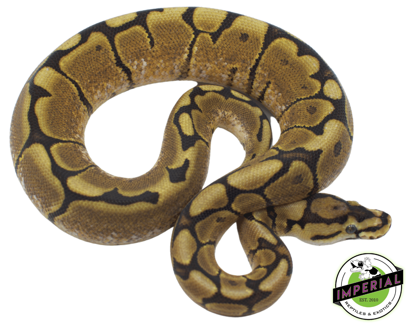 Spider Yellowbelly Ball Python