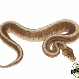 Spider Pinstripe Ball Python