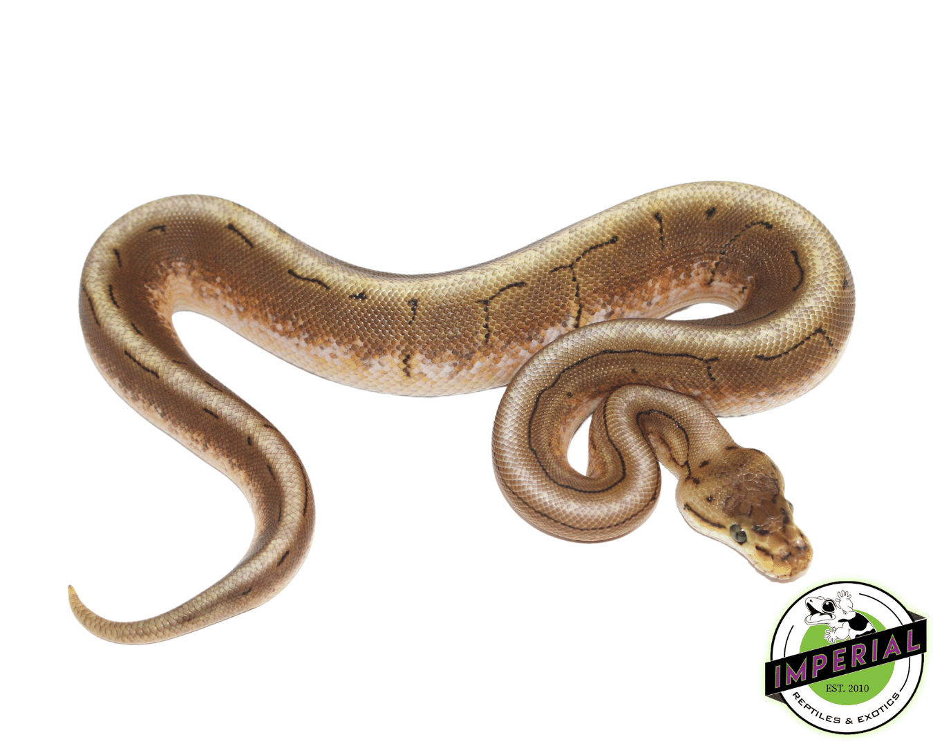 Spider Pinstripe Ball Python