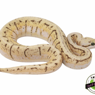 Lemonblast Spider Ball Python
