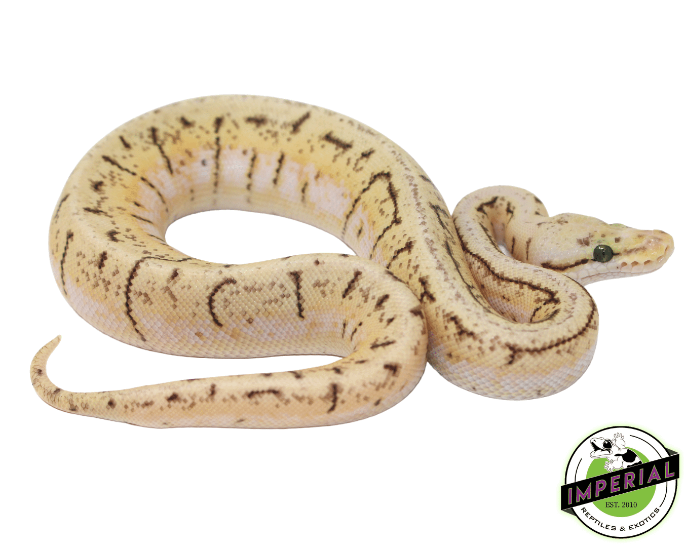 Lemonblast Spider Ball Python