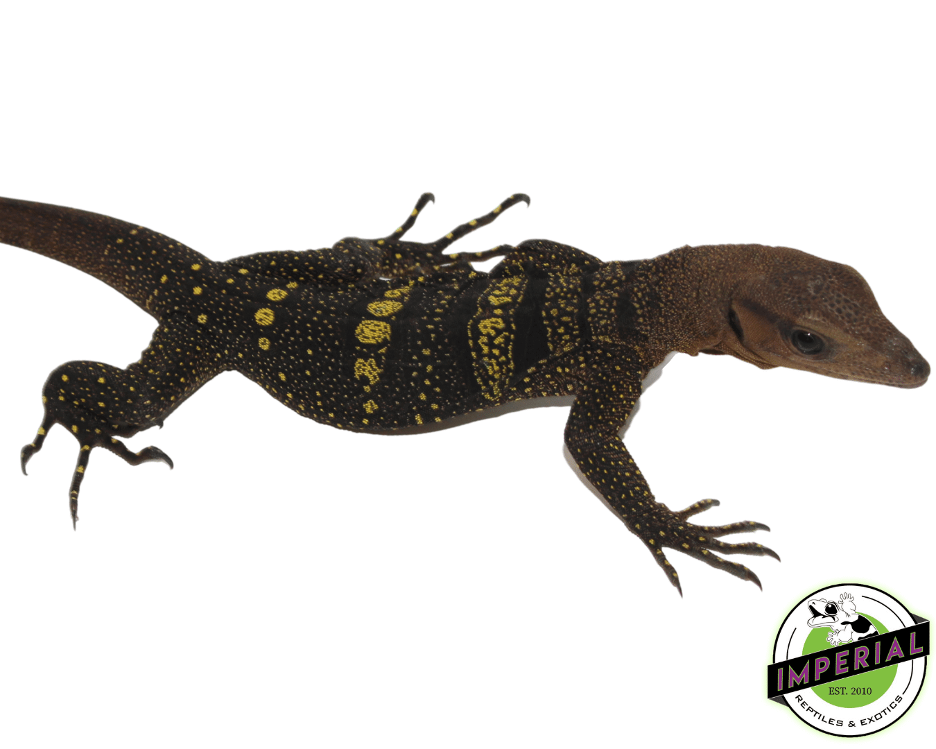 Spiney Neck Monitor - Image 2