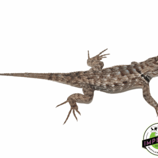 Texas Spiny Lizard Baby