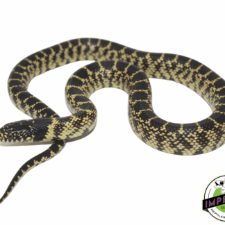 Splendida Desert Kingsnake Baby