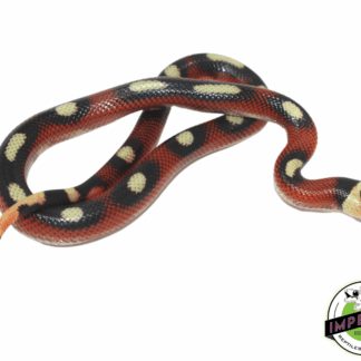 Splotched Nelson's Milk Snake Male